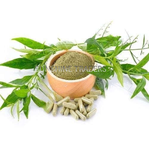 Andrographis Paniculata Extract
