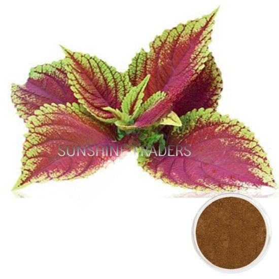 Coleus Forskolin Extract