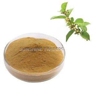 Gymnema Sylvestre Extract